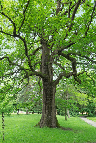 Big beautiful oak
