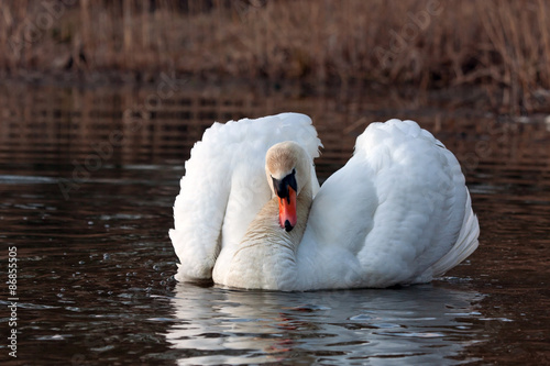 Mute Swan swim on the lake