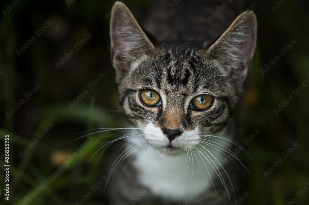 Kitty Kitty