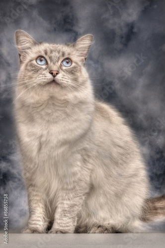 Ragdoll Cat © louisekaaye