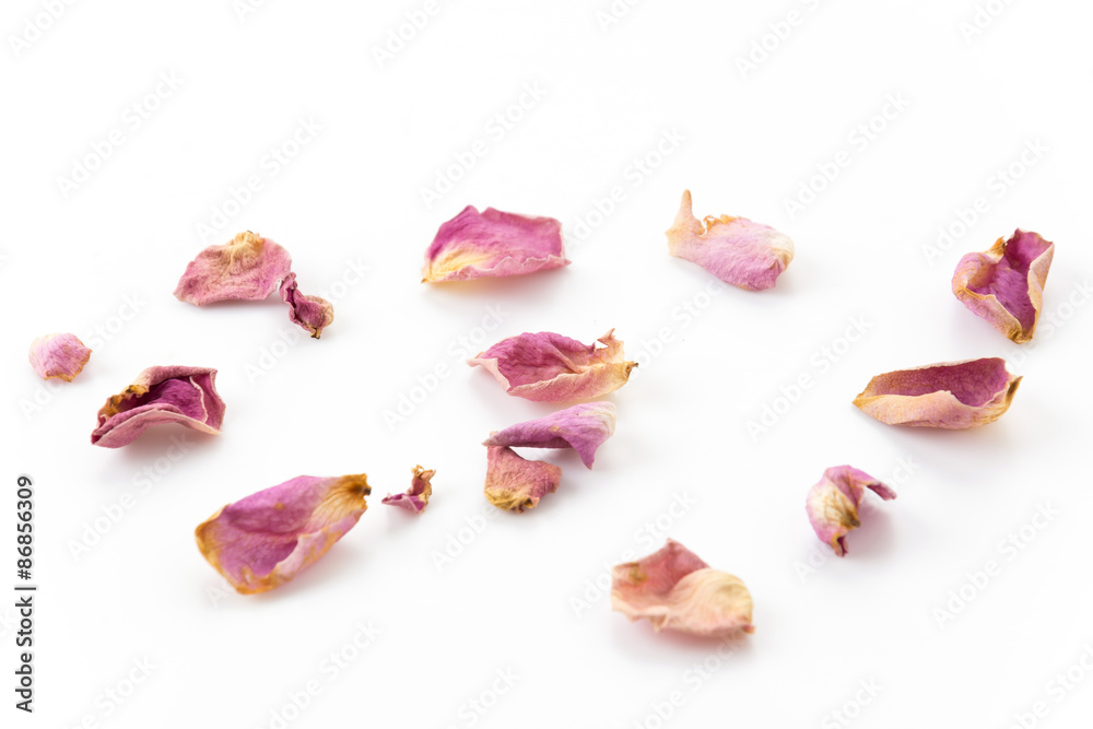 Naklejka premium suchy różowo-biały płatek róży