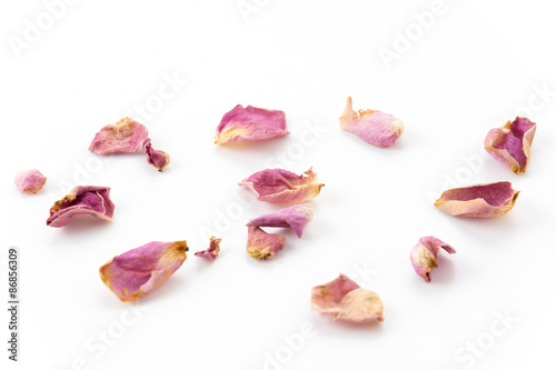 dry pink and white rose petal