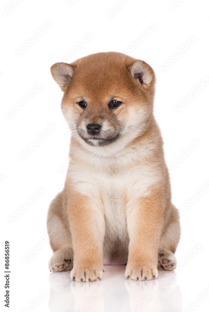 shiba inu puppy portrait on white Photo Adobe Stock