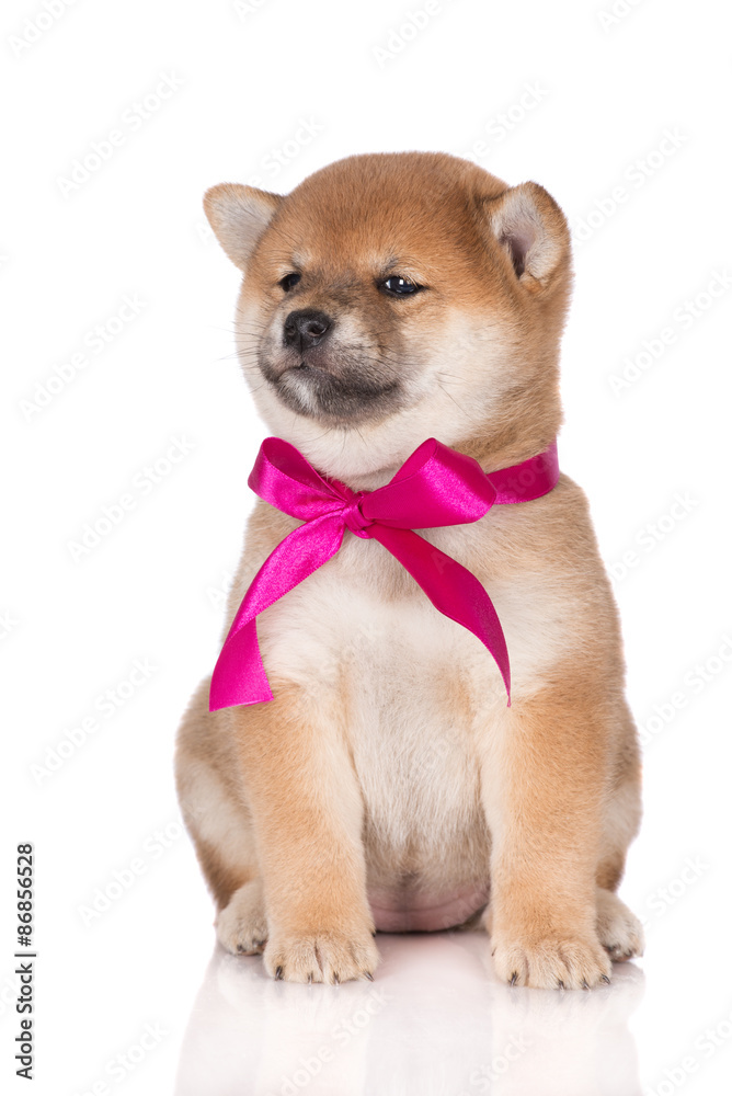 adorable shiba inu puppy with a ribbon