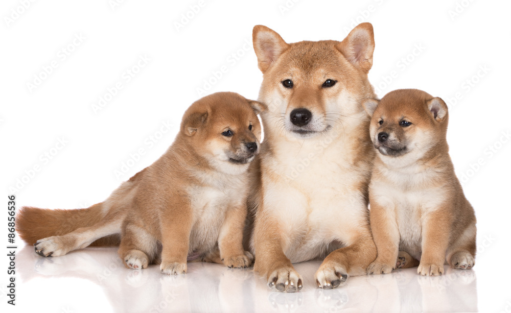 shiba inu dog with two puppies on white