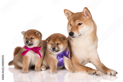 adorable shiba inu dog and two puppies