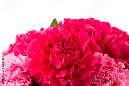 pink and red carnations flower