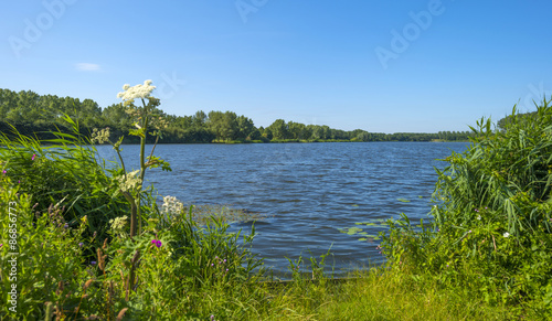 Wild flowers along the shore of a lake in summer © Naj