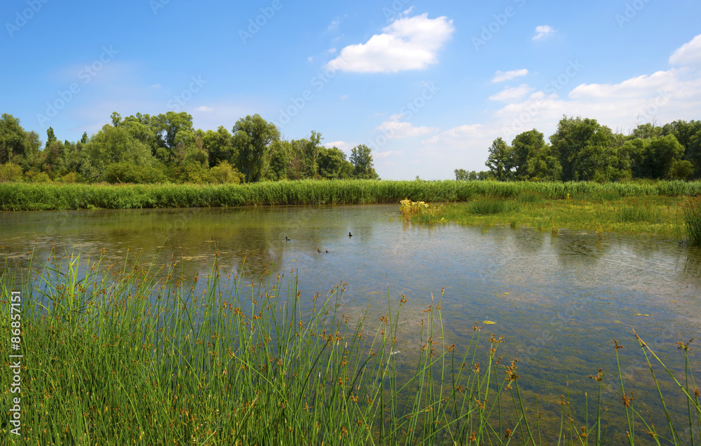 Wild flowers along the shore of a lake in summer