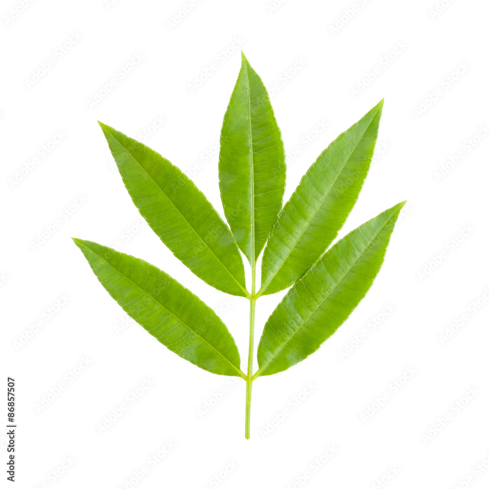 leaf. Isolated over white with clipping path