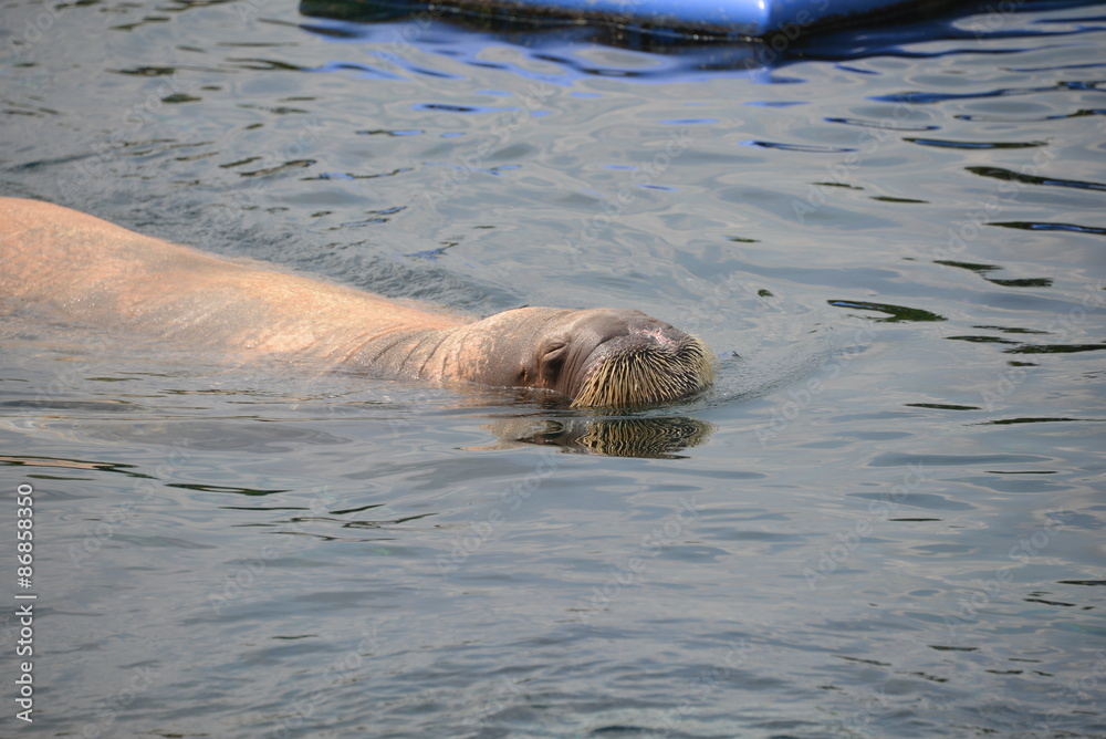 Fototapeta premium Walrus in Dolfinarium, Netherlands