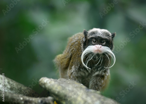 Emperor tamarin monkey with funny mustache