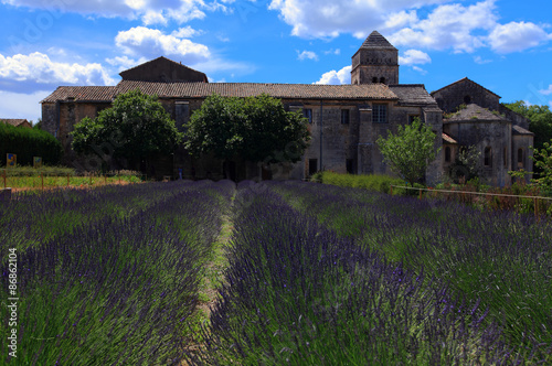 Blossoming field in monastery Saint-Paul de Mausole, Provence photo