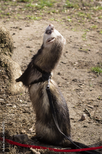Wallpaper Mural Side view of a Ferret standing on hind legs. Outdoors, on a black leash. Torontodigital.ca