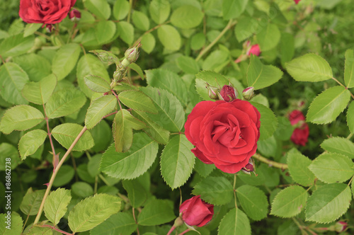 Fototapeta Naklejka Na Ścianę i Meble -  red roses in a garden