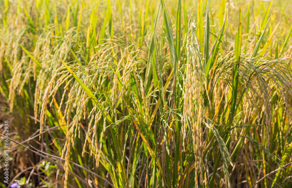 Rice field Rice field