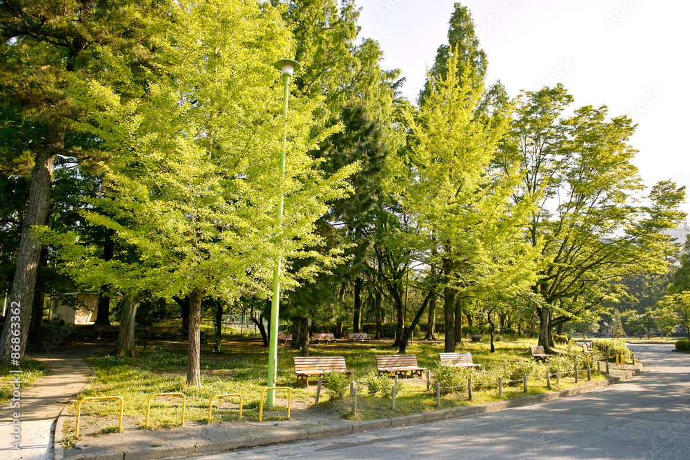 静岡　駿府城公園、森林