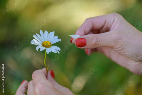 Guessing on the petals of daisies, the girl tears off petals of