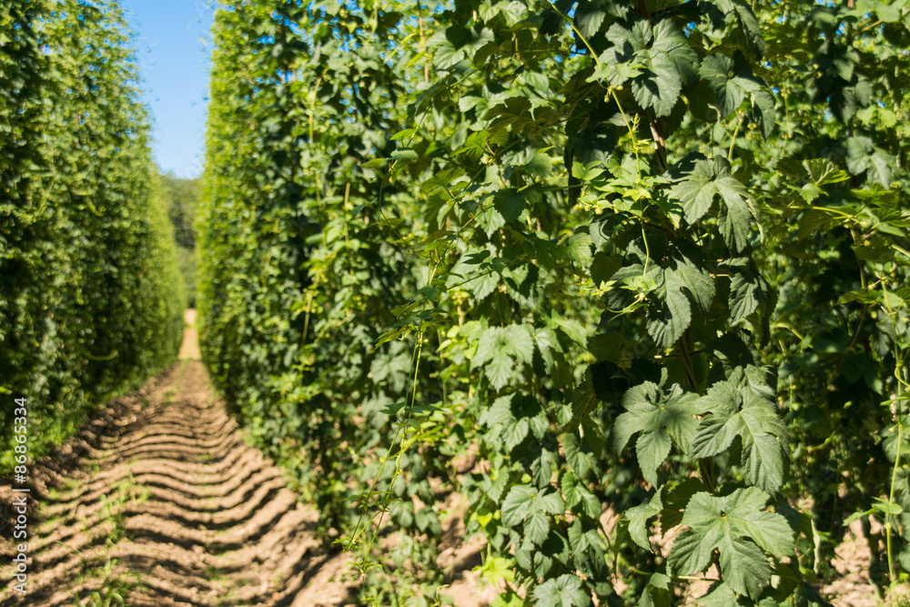 Hopfen in der Landwirtschaft