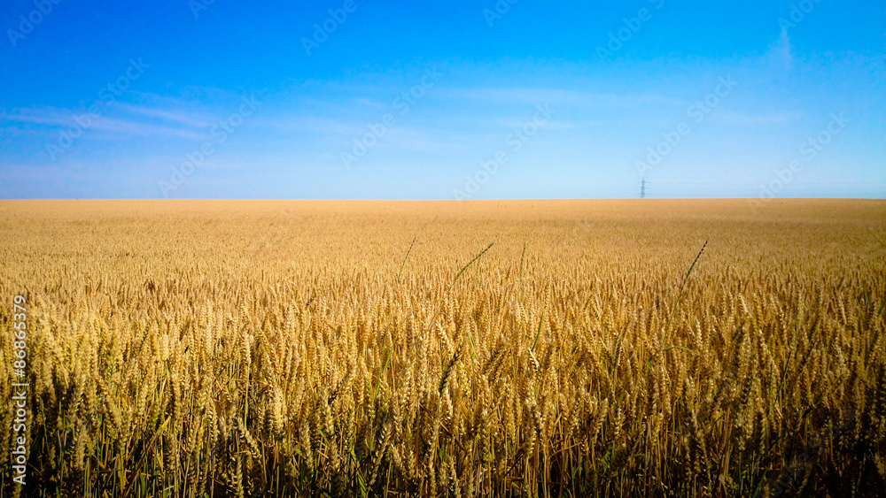 Champ de blé 11072015