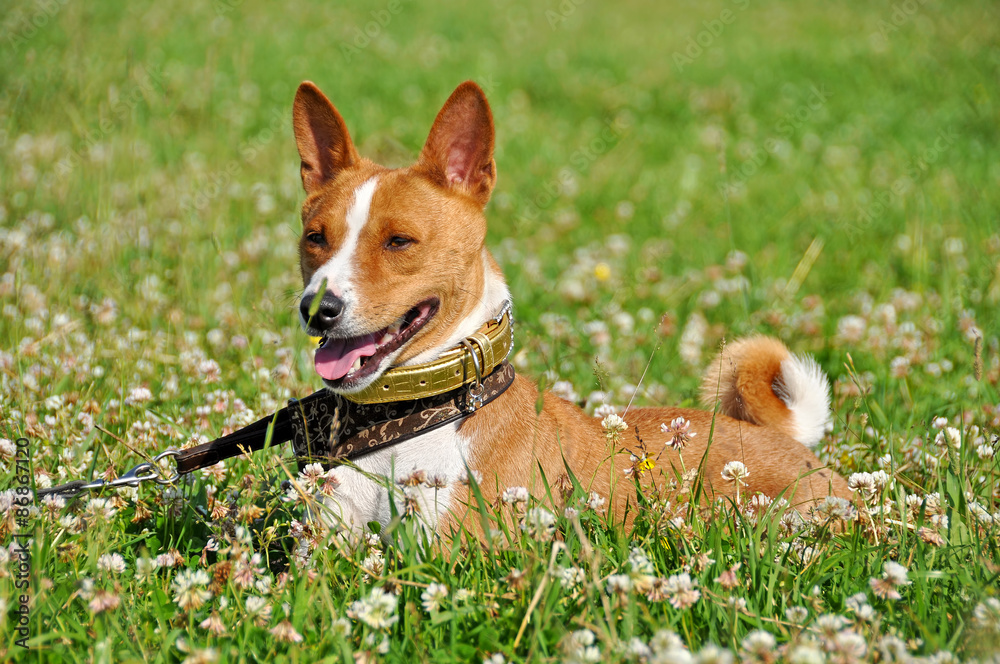 Basenji dog in a grass