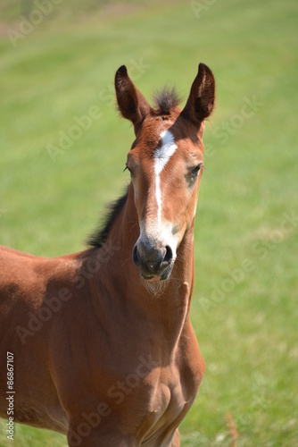 Pony, the Netherlands © vormenmedia