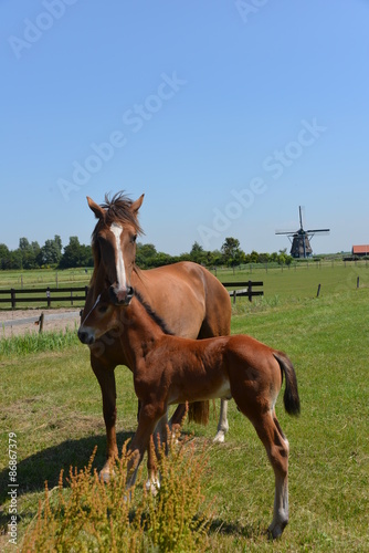 Horse and pony  holland