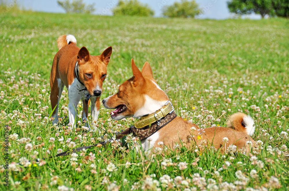 Two Basenji dog in a grass Two Basenji dog in a grass