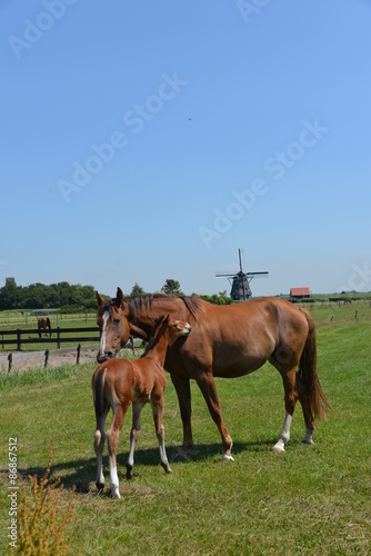 Horses and mills in the Netherlands