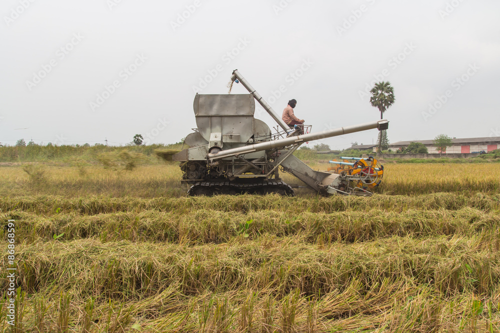 Fototapeta premium Harvester combine harvesting wheat 