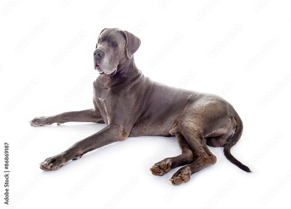 Fototapeta premium Liegende Dogge, seitlich
