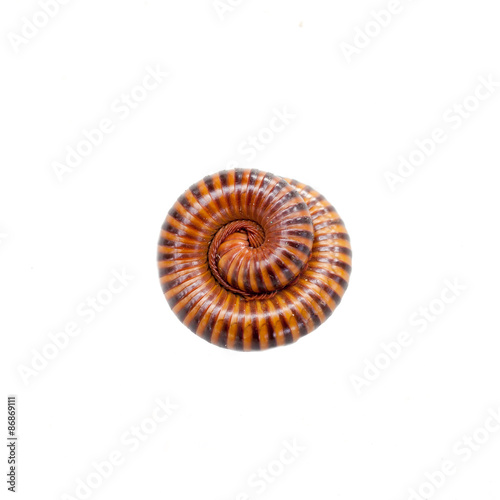 Millipede in isolated on white background