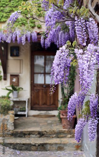 Cascading purple wisteria vine