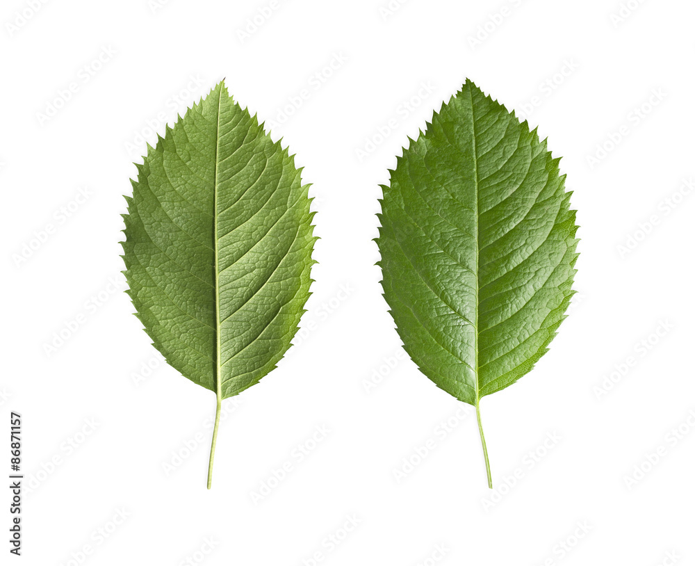 Green leaves isolated Green leaves isolated