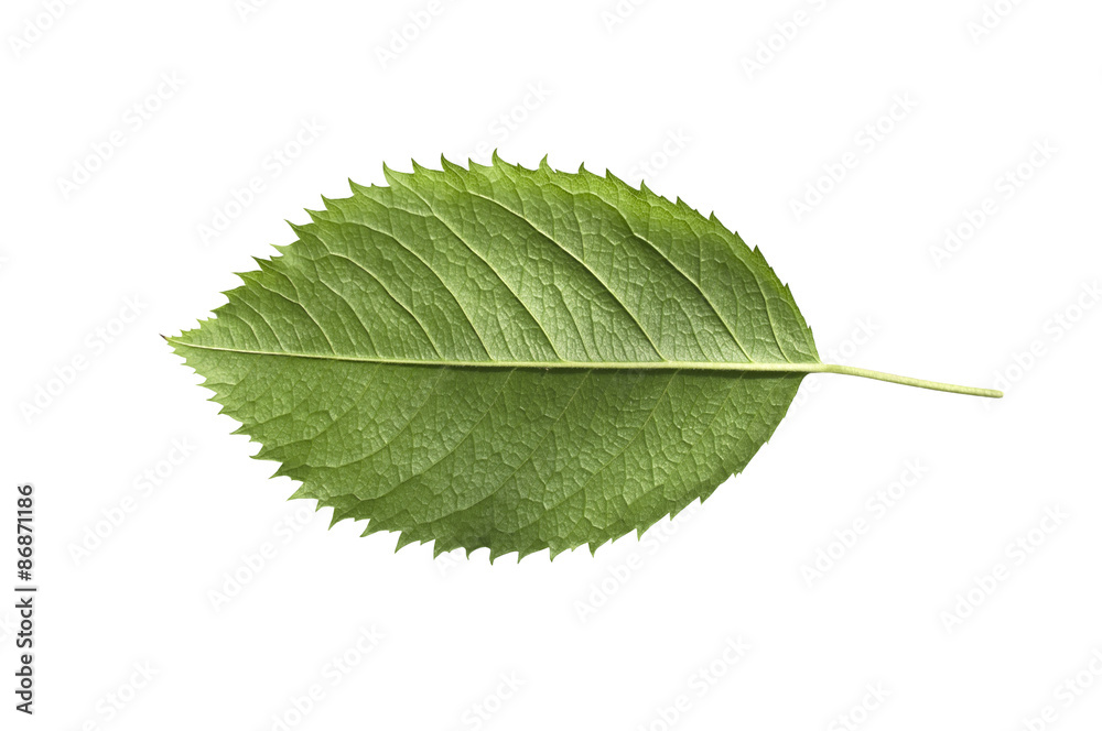 Fototapeta premium Green leaves isolated