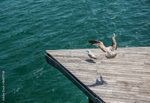 Seagull at Rambla de Mar bridge in Barcelona port, Spain photo