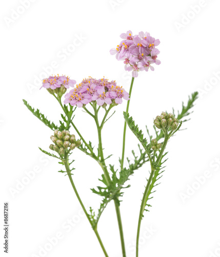 yarrow