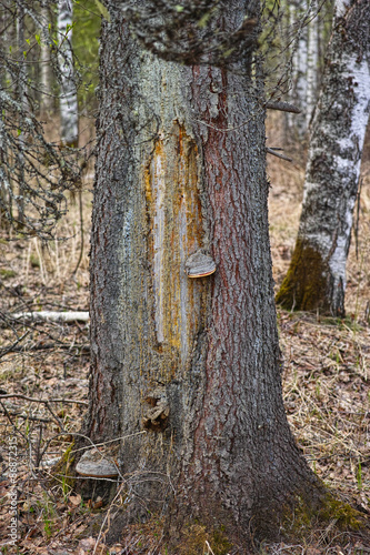 scar on fir tree in tayga photo