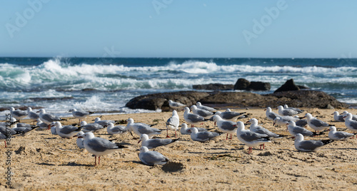 Wild pigeons at the beach with sea in background © naruedom