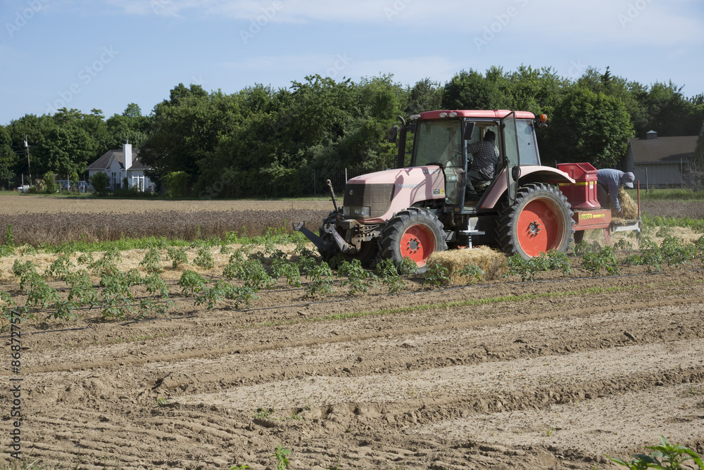 Obraz premium Farm workers laying straw as a mulch for young tomato plants Long Island USA