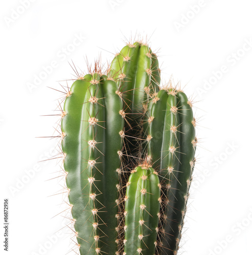 Leinwand Poster Kaktus, isoliert auf weiss