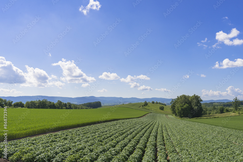 丘の町美瑛の田園風景