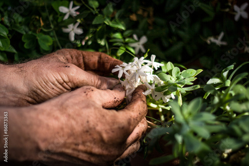 gardener