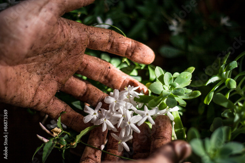 gardener