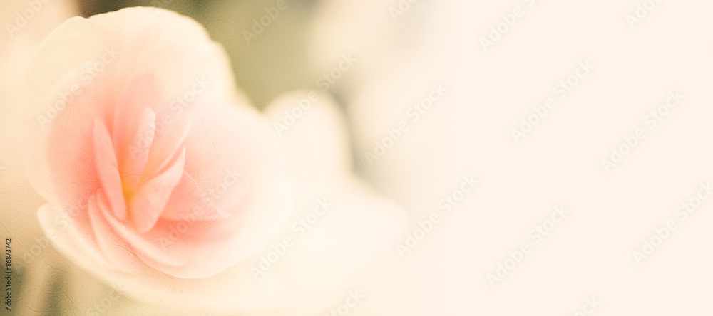 sweet color roses in soft and blur style on mulberry paper texture for background
sweet color roses in soft and blur style on mulberry paper texture for background