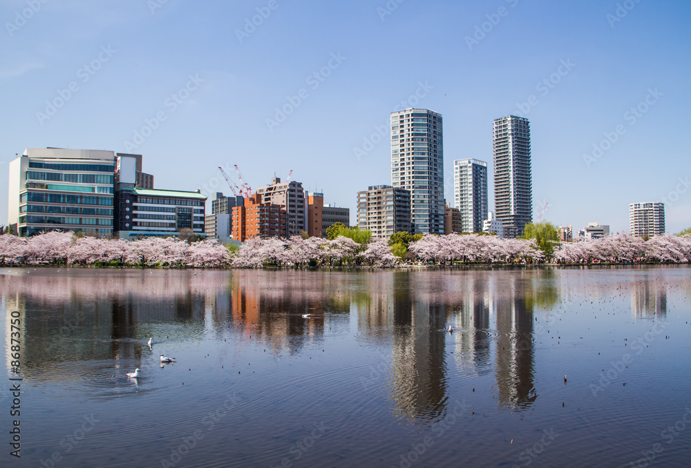 Reflection of sakura