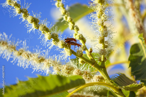 Pareja de escarabajos coraceros copulando en la flor del castaño. La sufrida hembra estaba bien agarrada a una planta. Nombre Raghonycha fulva. photo