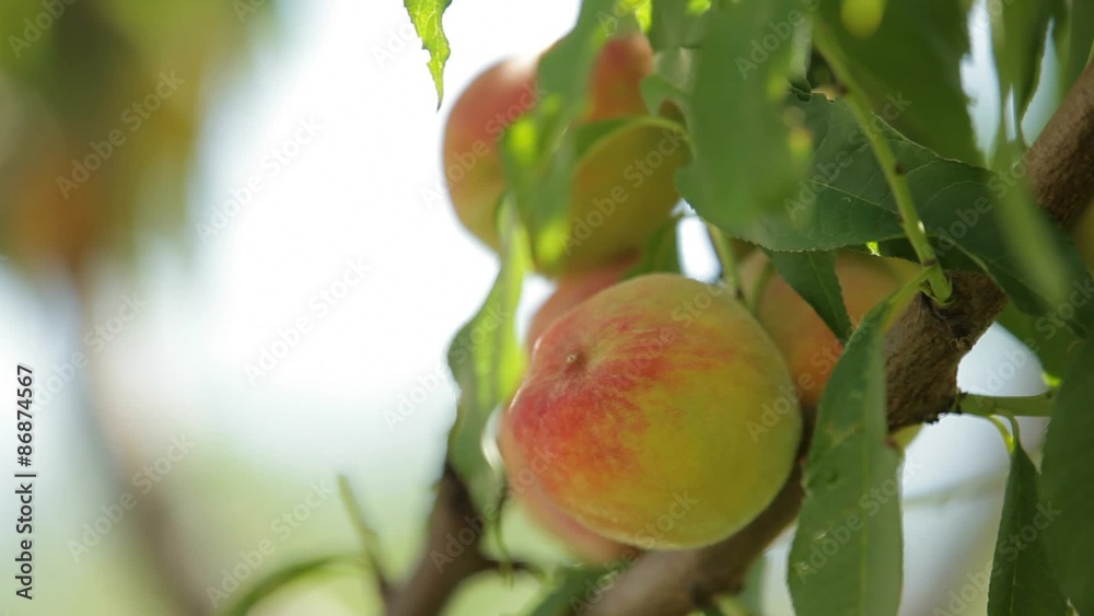Peach Tree In Ripe Peach Fruits Peach Tree In Ripe Peach Fruits
