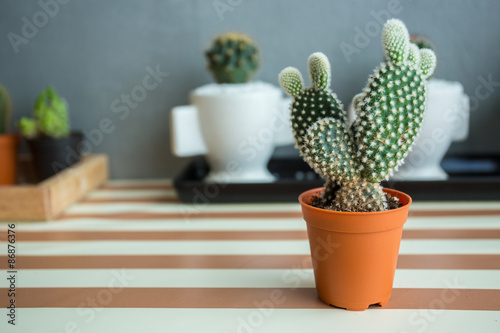 Cactus Plant, Nature green background or wallpaper.