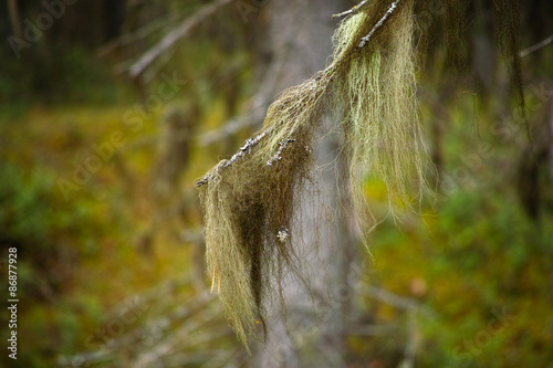 Usnea barbata - old man's beard on the fir branch